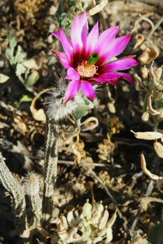 Echinocereus poselgeri