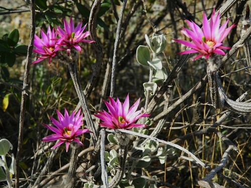Image of Echinocereus poselgeri by (c) Karla M. Benítez, some rights reserved (CC BY)