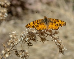 Phyciodes mylitta