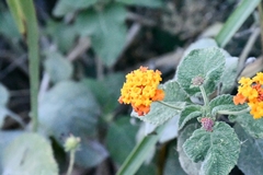 Lantana