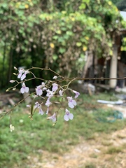 Ionopsis utricularioides