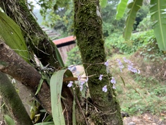 Ionopsis utricularioides