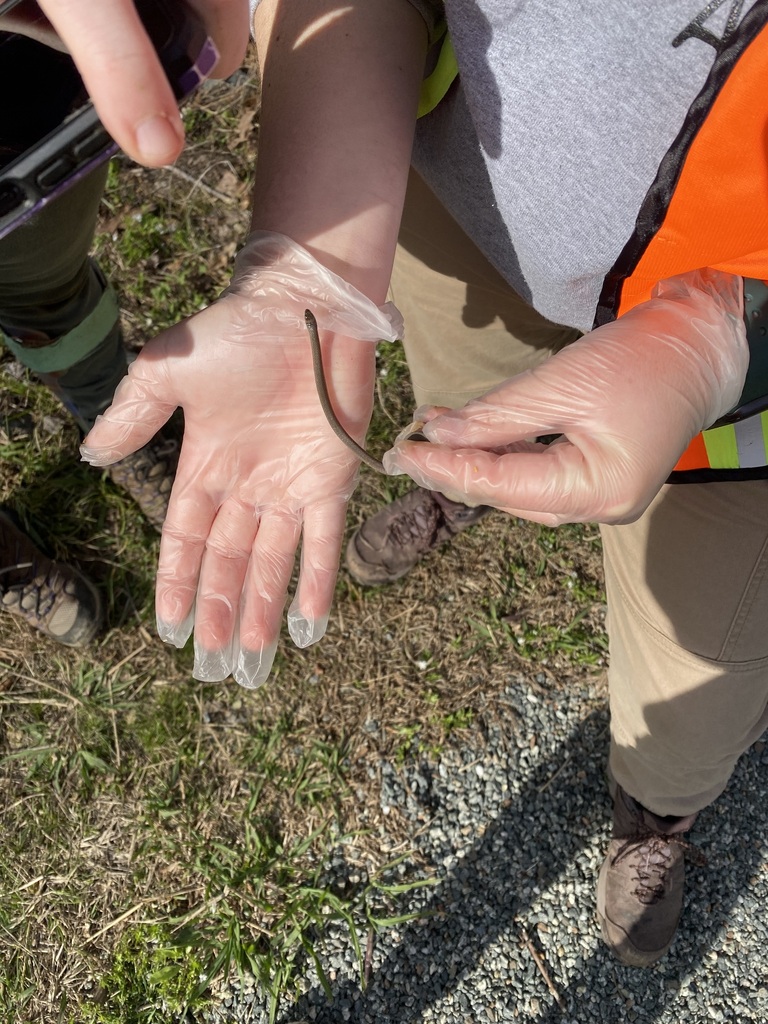 Rough Earthsnake from Springdale Estates, Raleigh, NC 27613, USA on