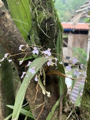 Ionopsis utricularioides