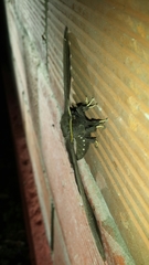 Arsenurinae