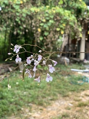 Ionopsis utricularioides