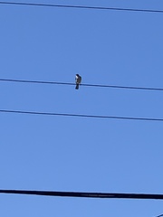 Mimus polyglottos image