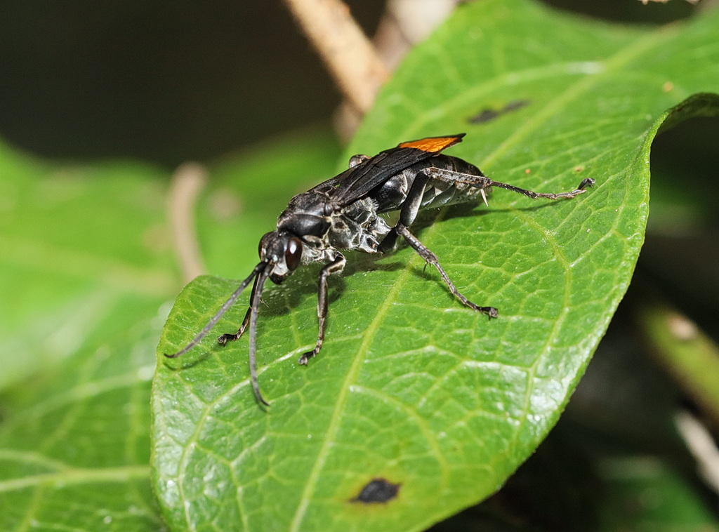 Calopompilus raptor