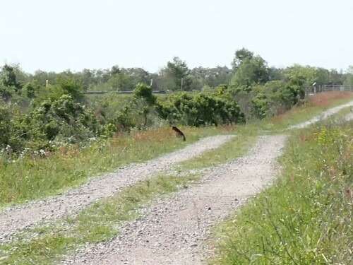 Bobcat photographed in South Carolina