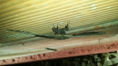 Arsenurinae