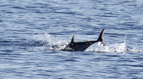 Thunnus thynnus