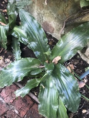 Veltheimia