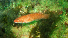 Ctenolabrus rupestris