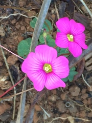 Oxalis commutata