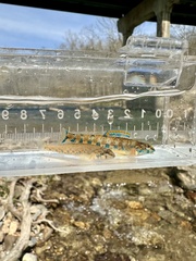Bluespar Darter photo 5