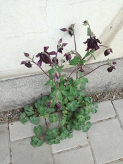 Aquilegia atrata