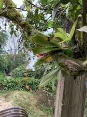 Stelis immersa