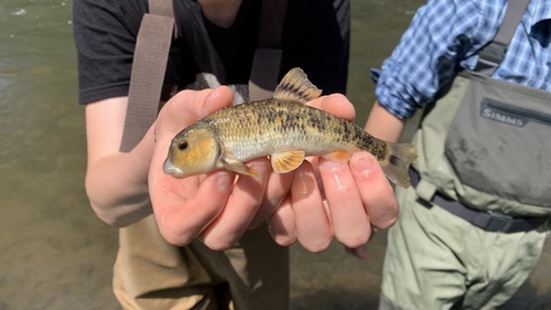 Largescale stoneroller (Campostoma oligolepis) — Cyprinidae — 2