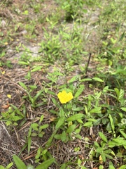Crocanthemum corymbosum, photograph Ian Talty, CC BY, iNaturalist via GBIF