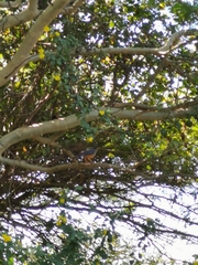 Turdus olivaceus