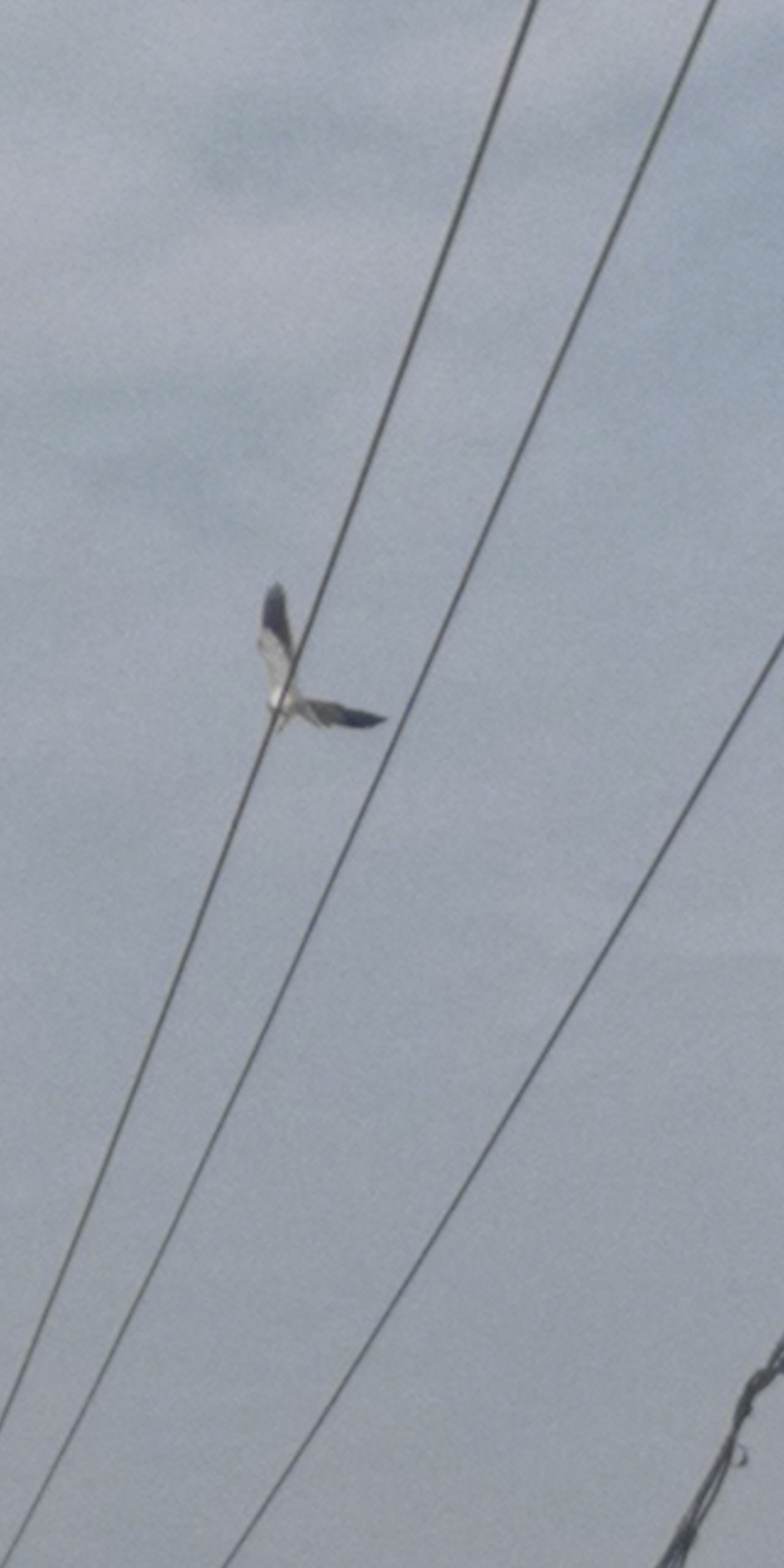 Black-winged Kite