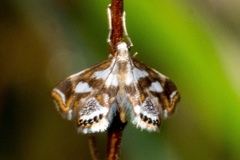 Chrysendeton imitabilis