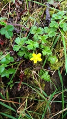 Ranunculus taisanensis