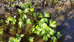Ranunculus hispidus nitidus