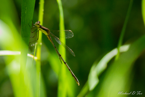 Southern Spreadwing photo 3