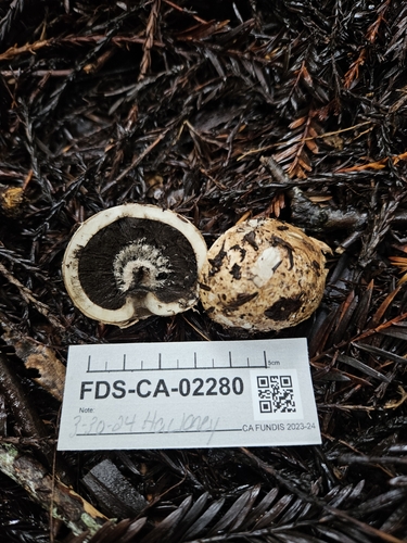 Geastrum fuscogleba