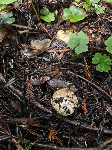Geastrum fuscogleba (Photo 2 of 7)