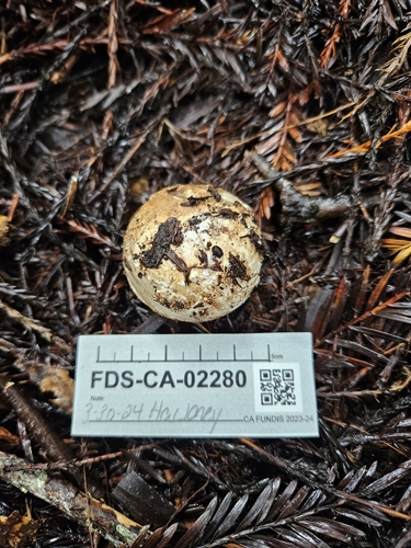 Geastrum fuscogleba (Photo 3 of 7)