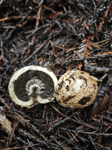 Geastrum fuscogleba (Photo 4 of 7)