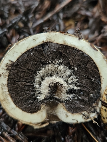 Geastrum fuscogleba (Photo 6 of 7)