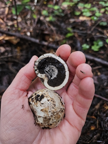 Geastrum fuscogleba (Photo 7 of 7)
