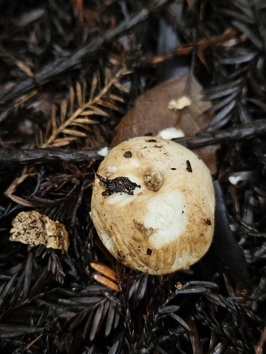 Geastrum fuscogleba