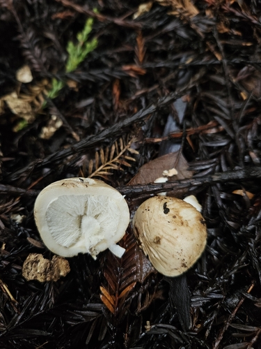 Geastrum fuscogleba (Photo 2 of 5)