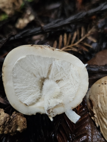 Geastrum fuscogleba (Photo 3 of 5)