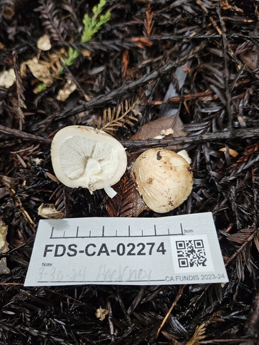 Geastrum fuscogleba (Photo 4 of 5)