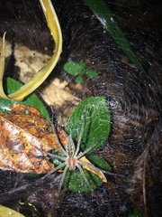 Aglaoctenus castaneus