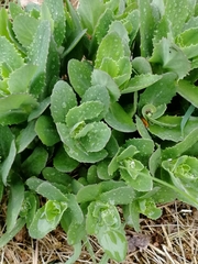 Hylotelephium telephium