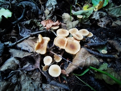 Naucoria escharioides