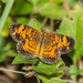 Pearl Crescent - Photo (c) Greg Lasley, some rights reserved (CC BY-NC), uploaded by Greg Lasley