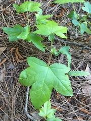 Liquidambar styraciflua