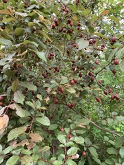 Prunus cerasifera pissardii