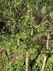 Salix caroliniana