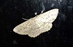 Cyclophora turneri