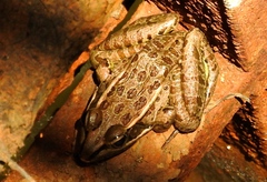 Lithobates magnaocularis