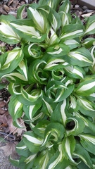 Hosta undulata
