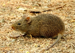 Sigmodon arizonae